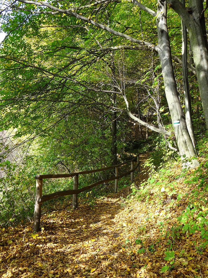 Zakladatelé, Polsko, Národní park, krajina, podzim, strom, Příroda