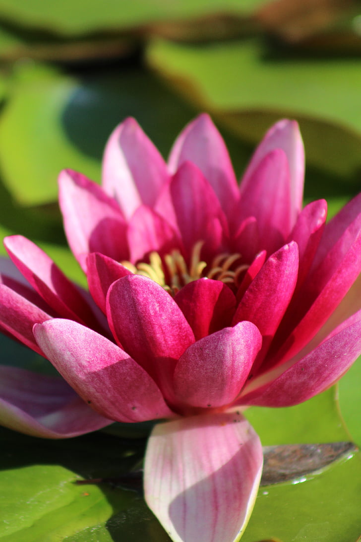 water lily, blossom, bloom, pink, pond, flower, plant