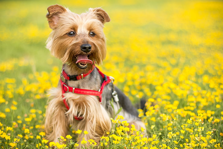 adorable, animal, canine, dog, field, flowers, hairy
