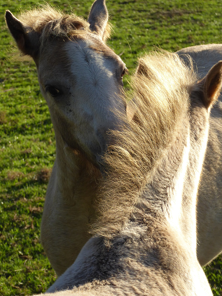Welsh Ponys, Freundschaft, Liebe zu den Tieren