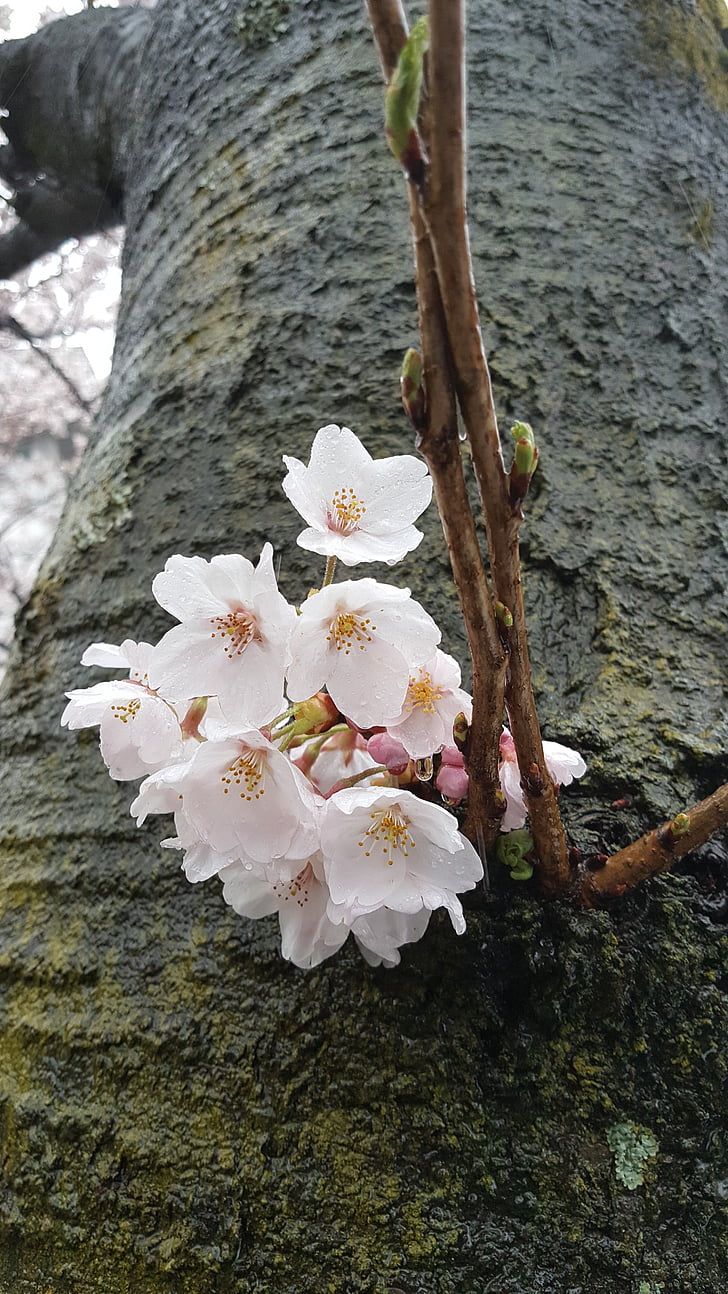 non, cherry flowers, spring