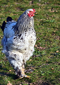 pollo, pollame, animale, Addio al nubilato, azienda agricola, pennate, uccello