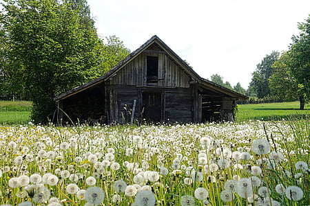 shed, countryside, farm, wildflowers, wooden, nature, rural