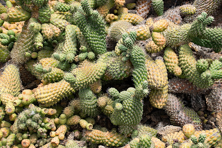 Jardin de cactus, Cactus, Lanzarote, Spagna, Attrazioni in Africa, Guatiza, lava