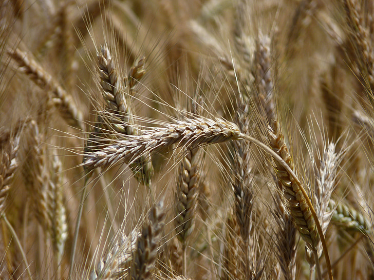ladang jagung, telinga, panen, sereal, gandum, bidang, pertanian
