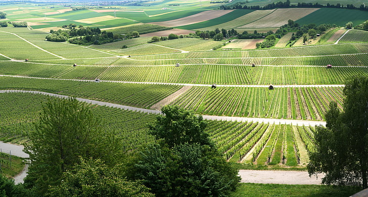 Panorama, vinogradi, vinova loza, Prikaz, programa Outlook, proljeće, nijanse zelene