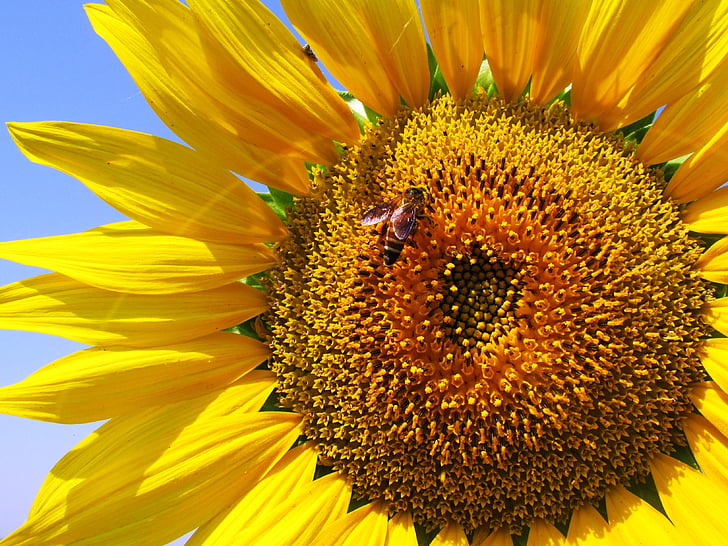 sunflower, plant, flower, yellow, bee, honeybee, blossom