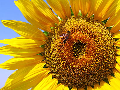 gira-sol, planta, flor, groc, abella, abella, flor