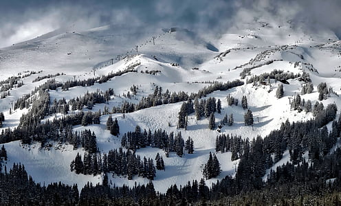 MT hood, Oregon, enge, vinter, sne, skov, træer