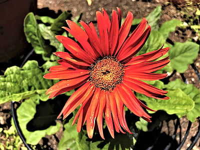 rote Blume, Bloom, Daisy, Garten, Grün