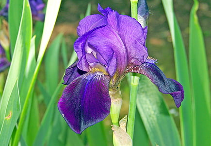 purple, floral, plant, natural, blossom, bloom, petal