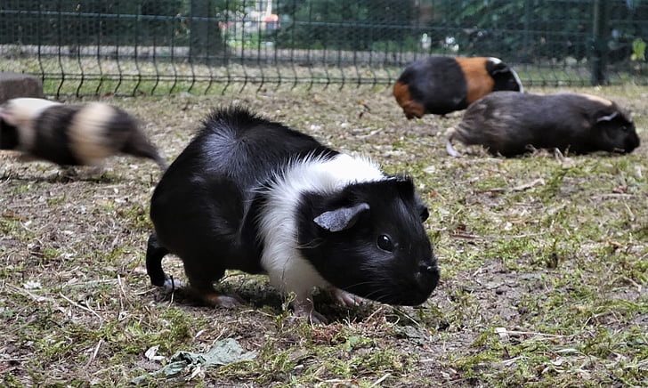 guinea pig, meadow, guinea pig house, cavia porcellus, rodent, sweet, animal