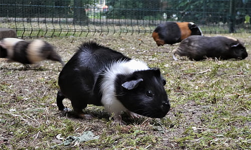 Guinea pig, Wiese, Meerschweinchen Haus, Cavia porcellus, Nagetier, Süß, Tier