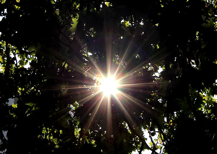 sole, Sunbeam, albero