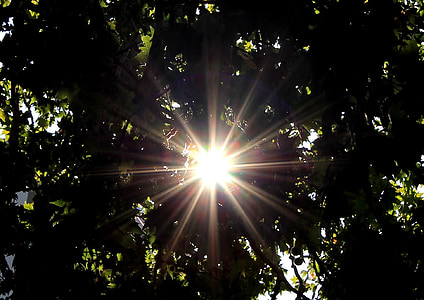 sun, sunbeam, tree