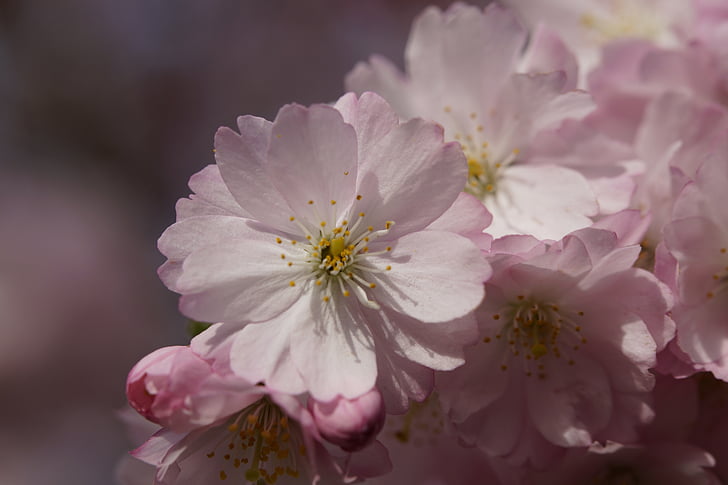 Cherry blossom, Blossom, Bloom, forår, Luk, Pink, bud
