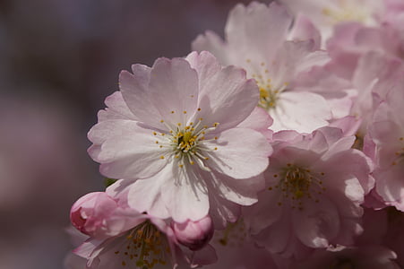 kirsebærtre blomstrer, Blossom, blomst, våren, Lukk, rosa, anbud