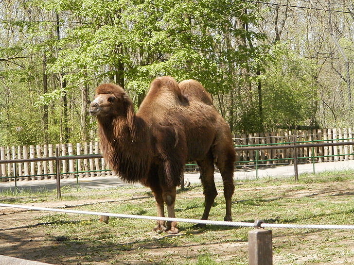 Bactrian camel, ogród zoologiczny, wielbłąd