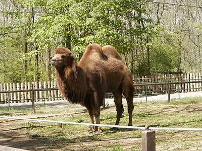 бактрийского верблюд, Зоопарк, Верблюд