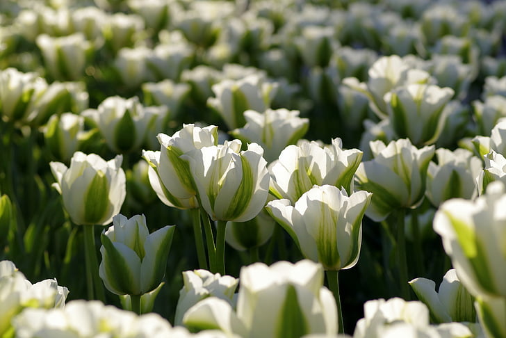 tulipas, verde, canteiro de flores, jardim, irregulares, copo flor, florescência