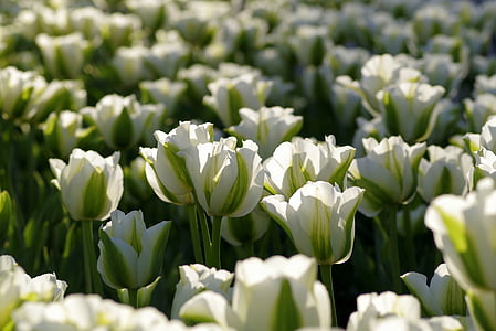 tulipaner, grønn, blomsterbed, hage, ujevne, blomsten koppen, blomstrende