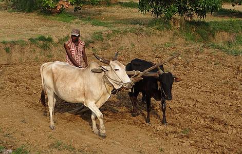 Siddi, tribù, agricoltore, Siddhi, gruppo etnico, Bantu persone, Karnataka