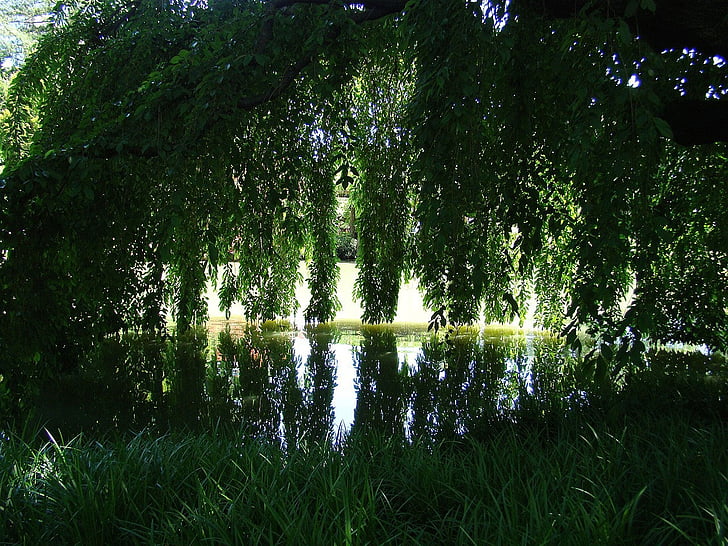park, pond, water, tree, reflection, garden, nature