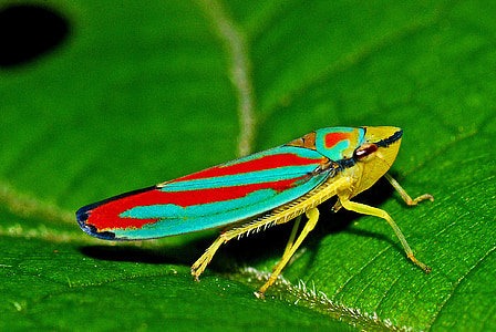 leafhopper, insect, macro, nature, biology, ecology, animals