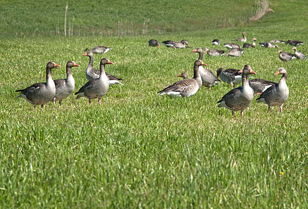 grey geese, migratory bird, nature, geese, migratory birds, animal, goose