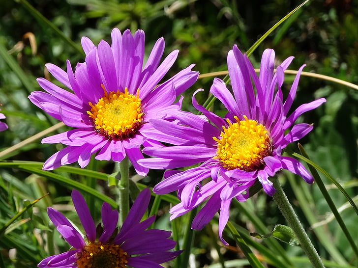 алпийски Астер, лилаво цвете, пасища
