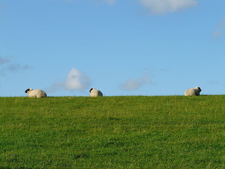 three, lying, green, grass, field, cloudy, clear