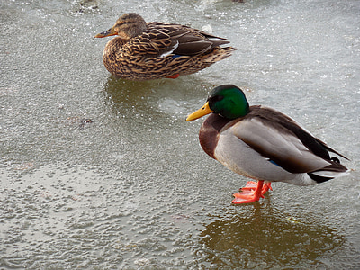 Duck, Ice, vinter, frosne, fugl, natur, kolde