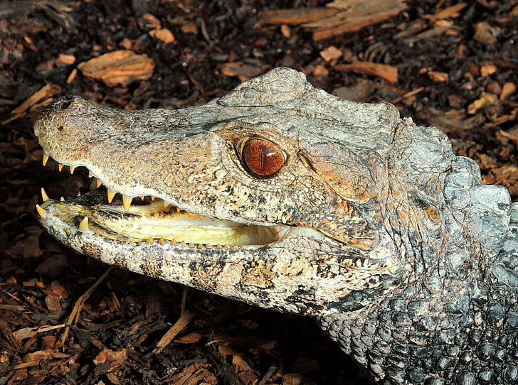 Cayman, alligaator, roomaja, loomade maailm, krokodill, looma, Wildlife