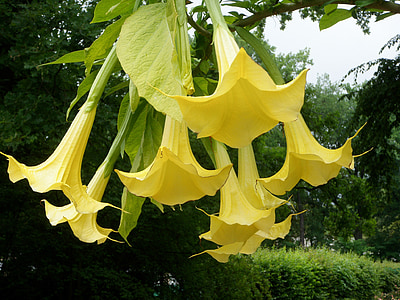 ängel trumpet, Datura, gul, enkla blommor
