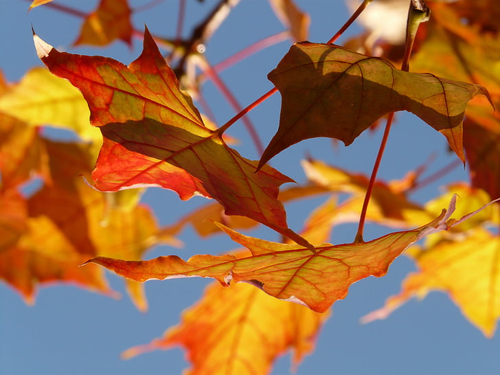 høst, blad, blader, lønn, Maple leaf, fargerike, farge
