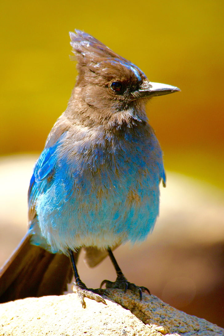 pássaro, azul, at, natureza, vida selvagem, penas