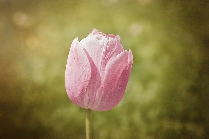 Tulipa, flor, schnittblume, flor de primavera, -de-rosa, flor, flor