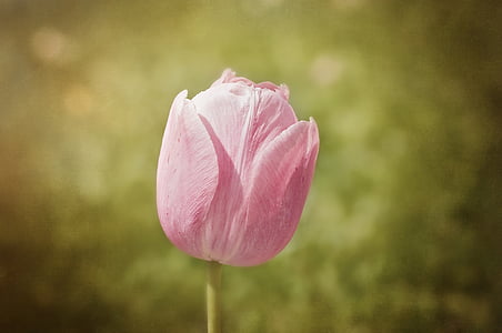Tulipan, cvet, schnittblume, spomladi cvet, roza, cvet, cvet