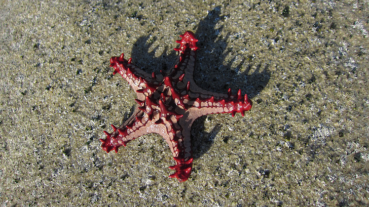 starfish, mar, nature, bay, beach, water, sand