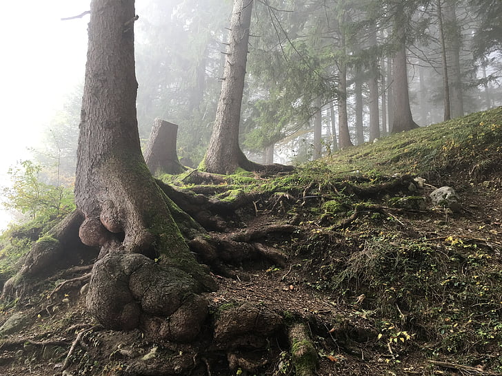 hutan, alam, musim gugur, pohon, Kolam, pemandangan