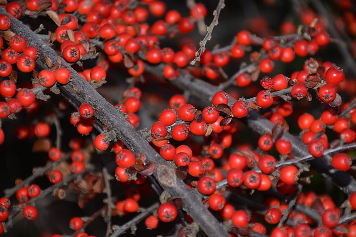jesen, Obrezivanje, jesenske bobice i usjeva, crvene bobice, priroda
