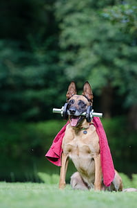 trick, dog trick, malinois, dog show trick, dog tricks, belgian shepherd dog, fitness
