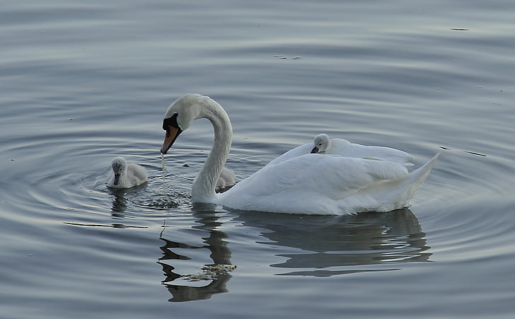 swan, cub, bird, parent, white, water, sea