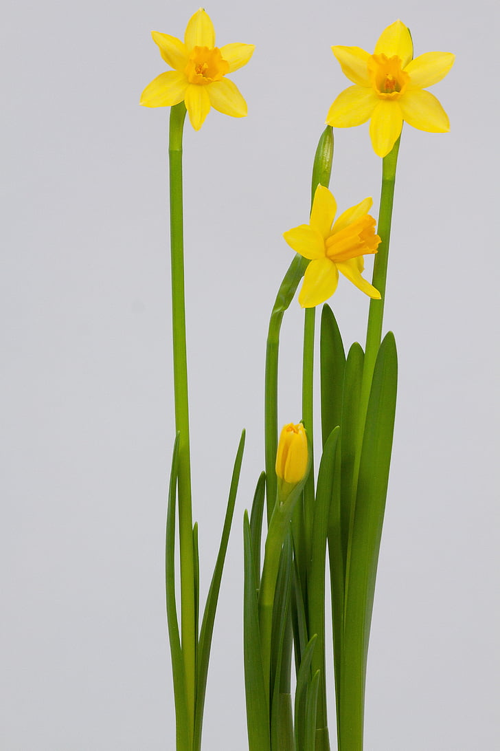 narcissus, spring, easter, blossom, bloom, yellow, flower