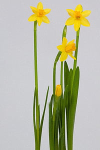 Narcissus, våren, påsk, Blossom, Bloom, gul, blomma