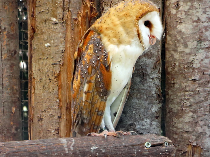 owl, scares, lady-white, tylo alba, strigiformes, raptor, nocturne