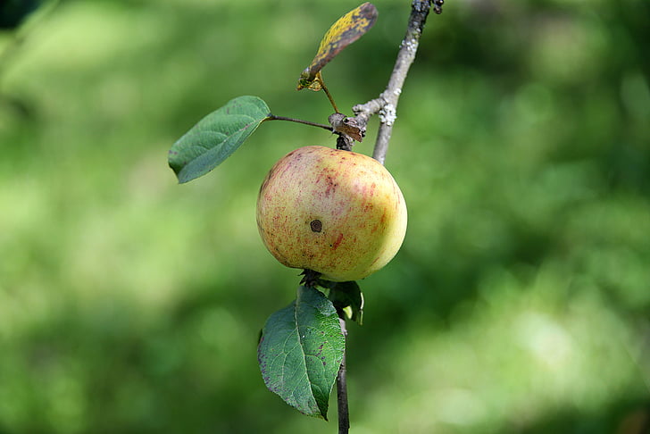 Apple, gren, blad, natur, sund, frugt, mad