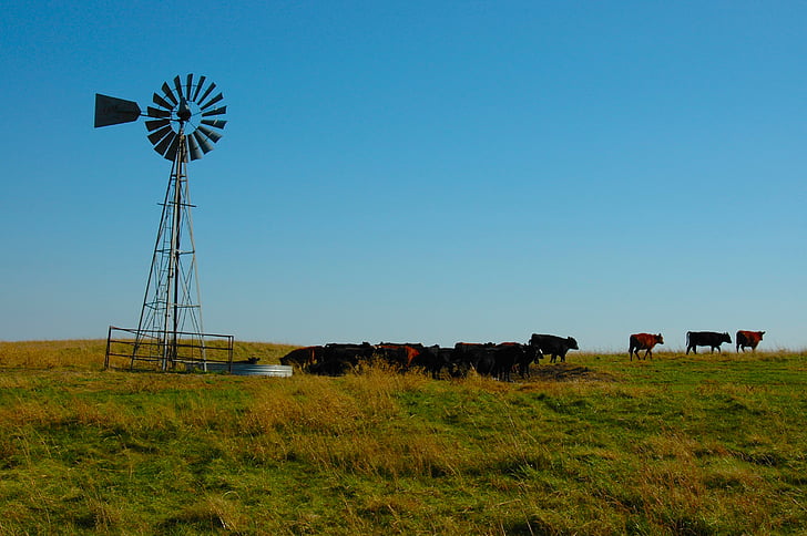 cattle, prairie, wind, landscape, meadow, green, animal