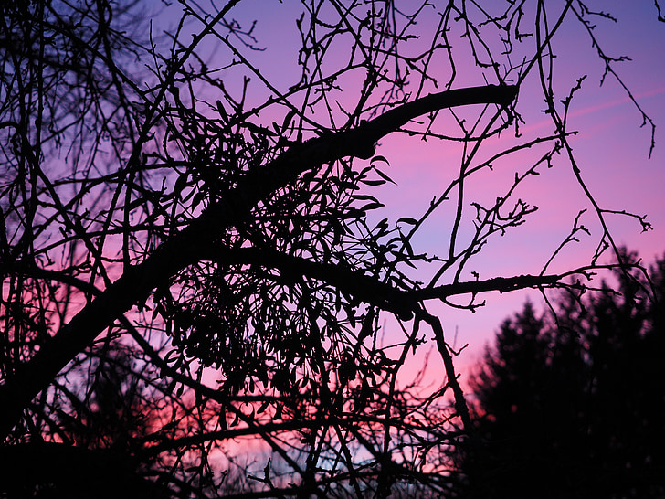 afterglow, mistletoe, evening, abendstimmung, sunset, evening sky, sky