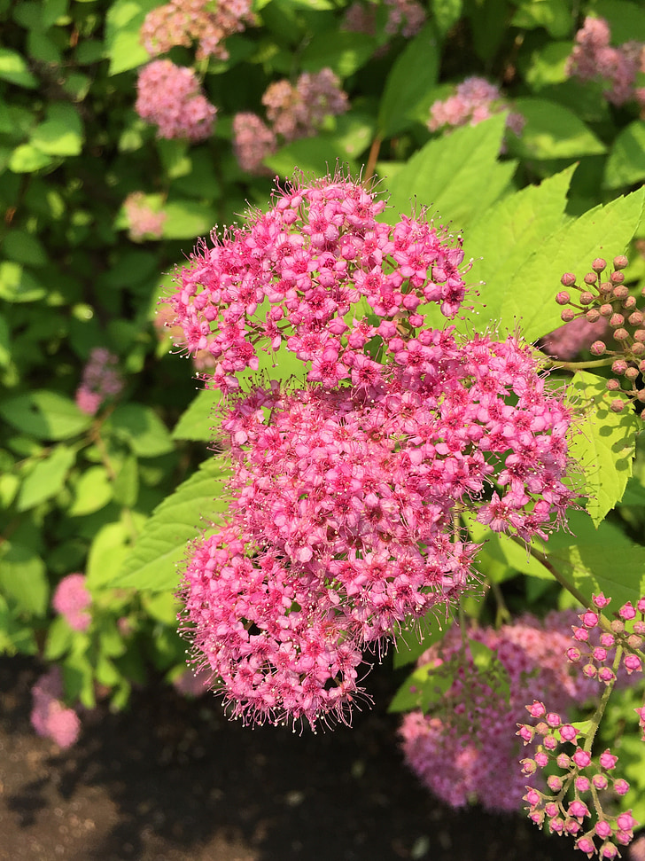 blomster, planter, natur, rosa, blomst, våren, hage